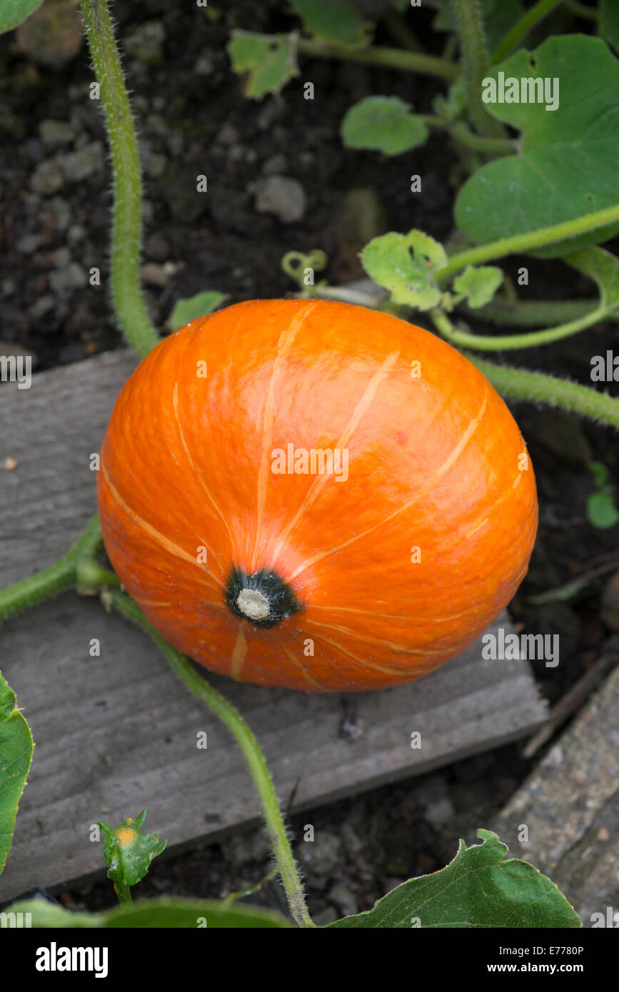 Hokkaido squash (Cucurbita maxima Hubbard)  squash growing on a vegetable plot, UK. Stock Photo