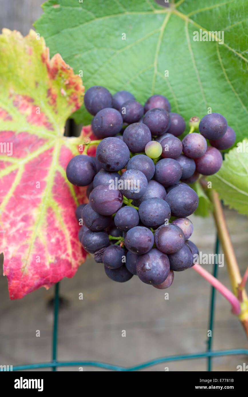 Grape vine uk hires stock photography and images Alamy