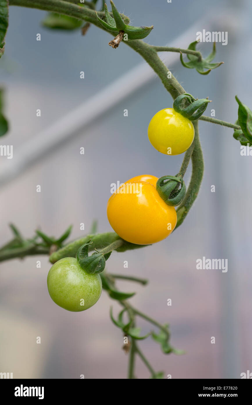 Galina yellow cherry tomatoes growing on a plant in the polytunnel. UK Stock Photo