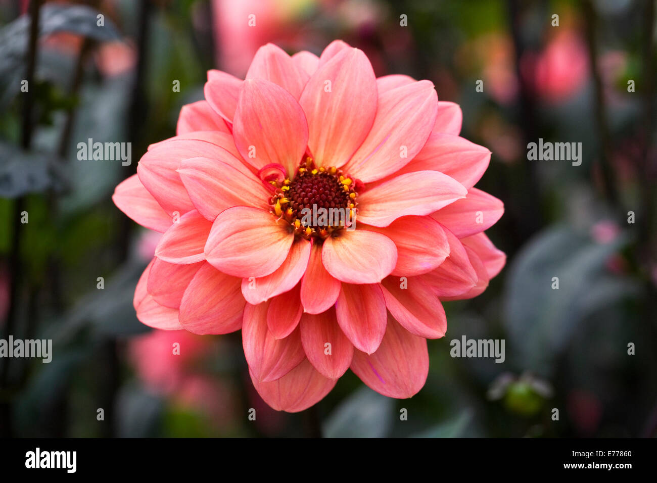 Dahlia 'Classic Poeme' growing in an herbaceous border. Stock Photo