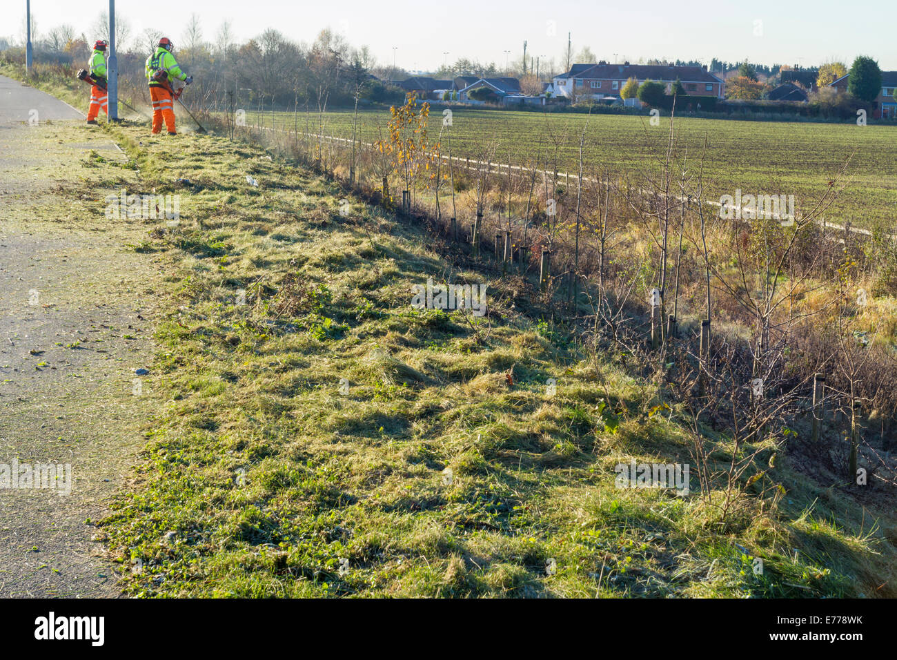 Grass cutting. Cut grass on a roadside verge. Nottinghamshire, England, UK Stock Photo