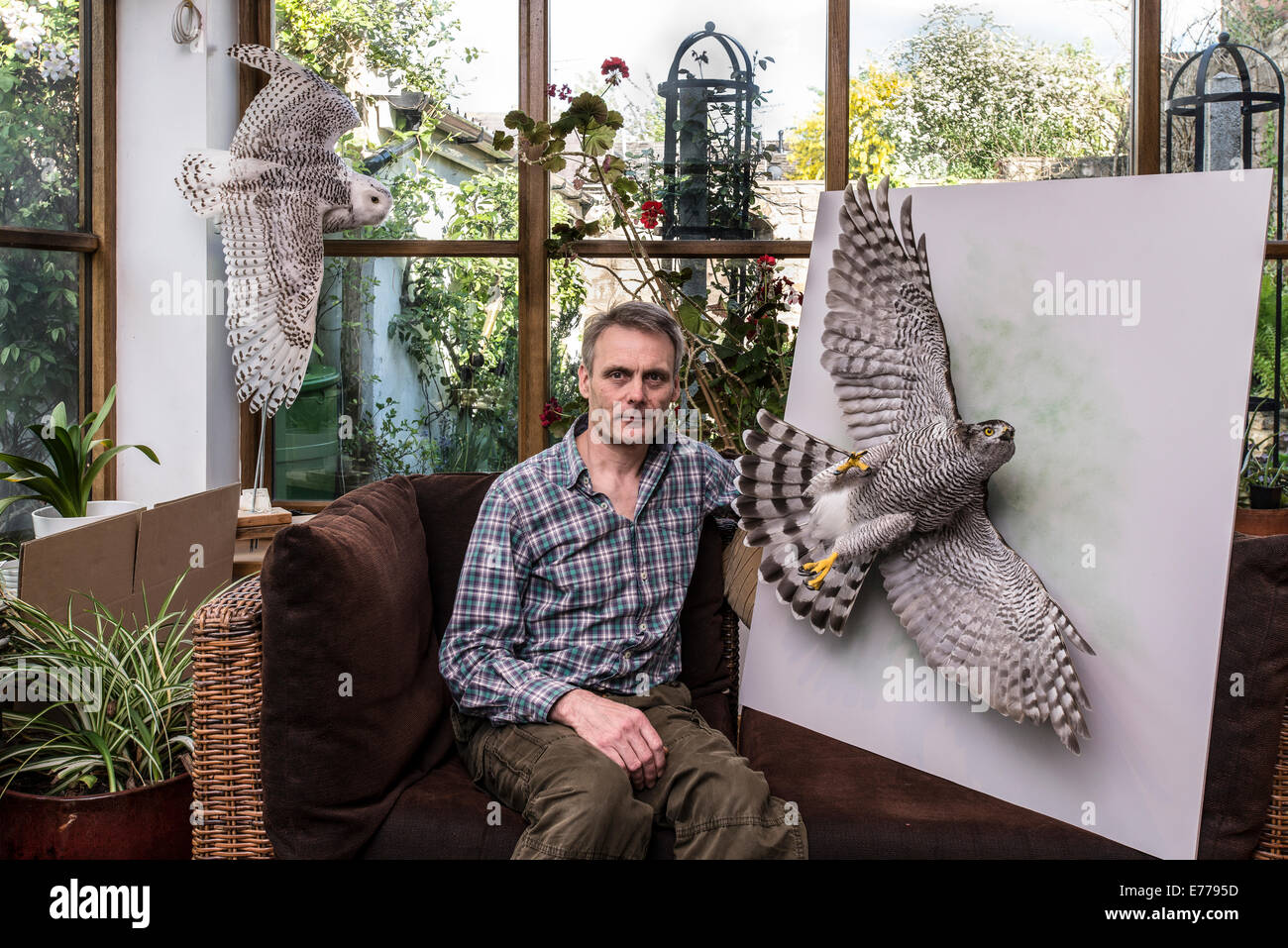 Taxidermist posing in showroom with two large stuffed mounted birds of prey Stock Photo