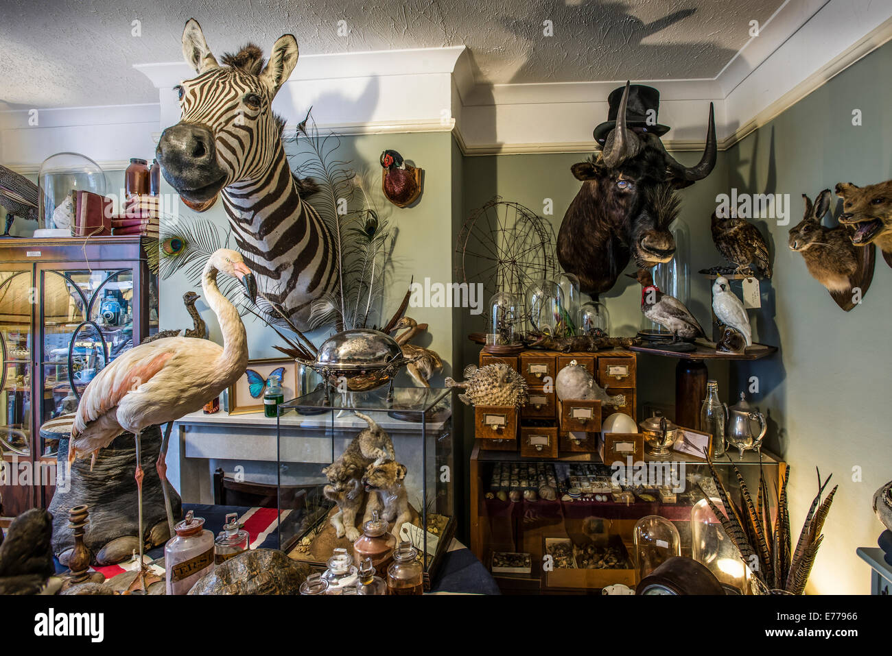 Taxidermy showroom exhibiting stuffed wild animals and birds Stock Photo
