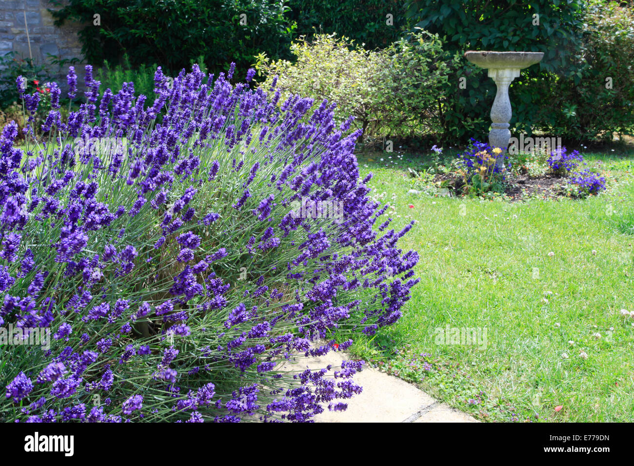 Lavender bush and bird bath in an English country garden Stock Photo