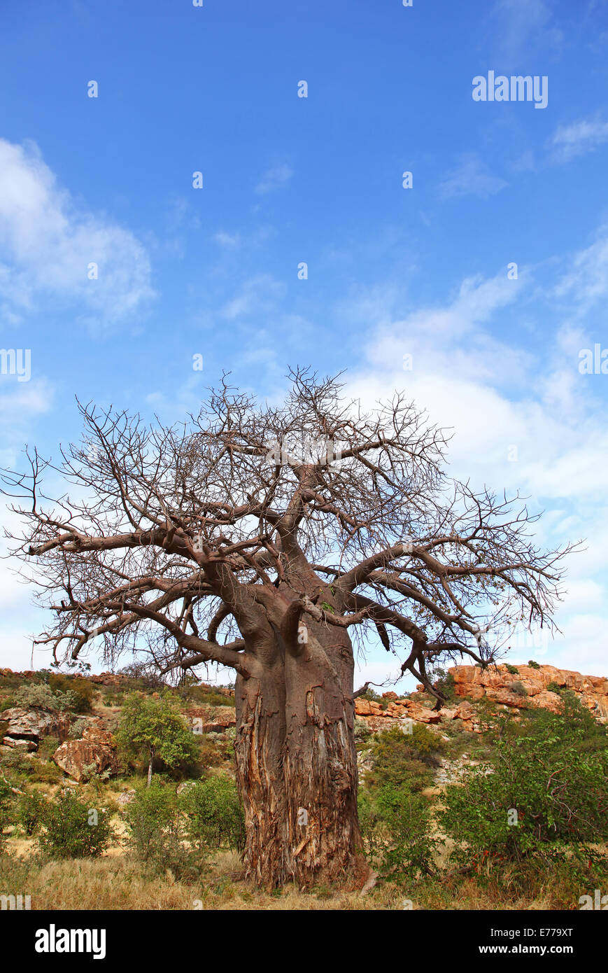Baobab, monkey-bread tree, Mapungubwe National Park, South Africa, Adansonia digitata Stock Photo