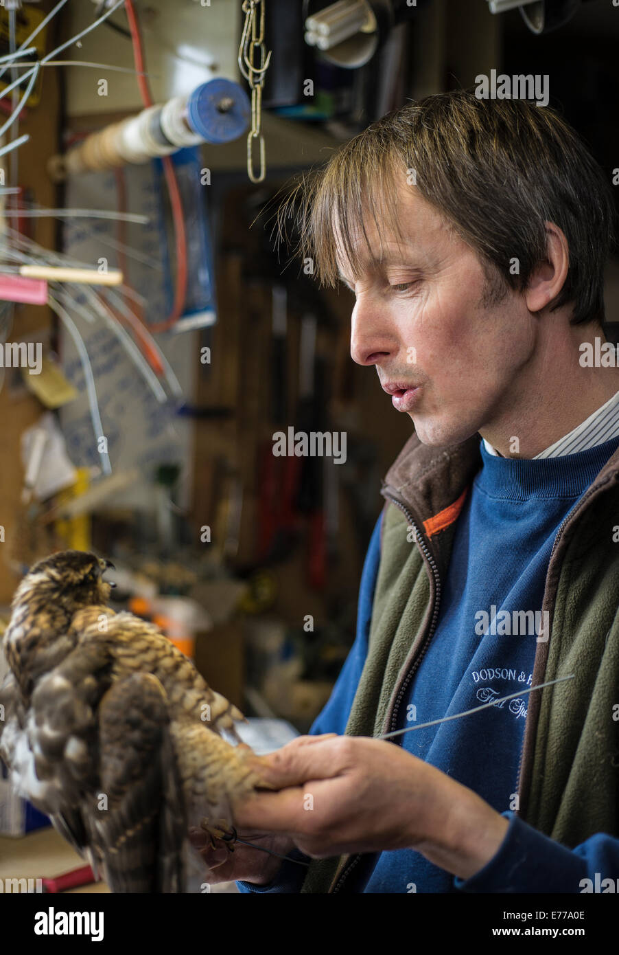 Taxidermist blowing on bird's feathers in taxidermy process Stock Photo ...