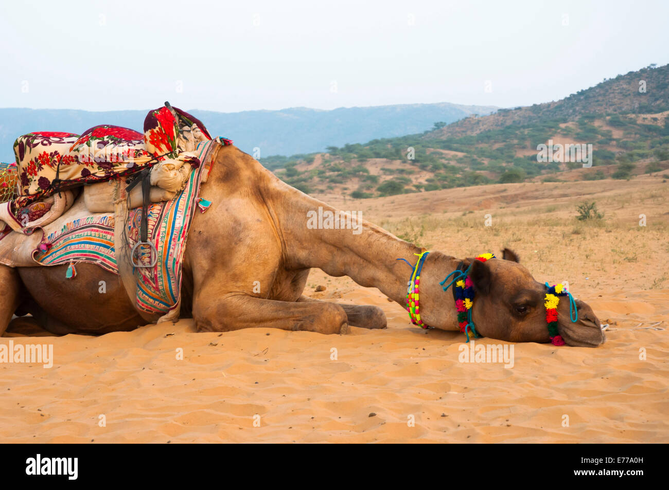 Exhausted Camel