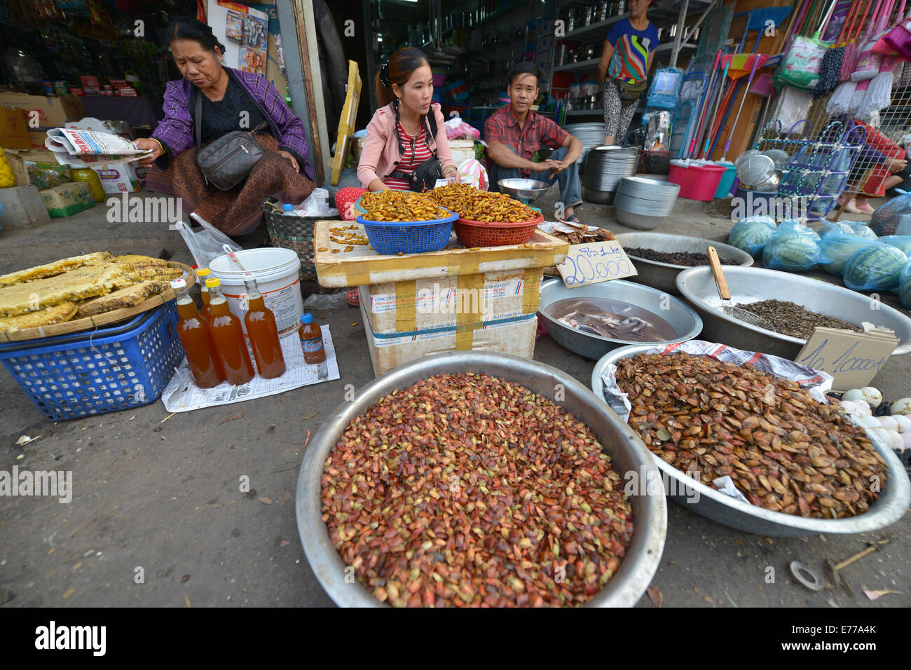 Loas Insects Laos Insects High Resolution Stock Photography and Images - Alamy