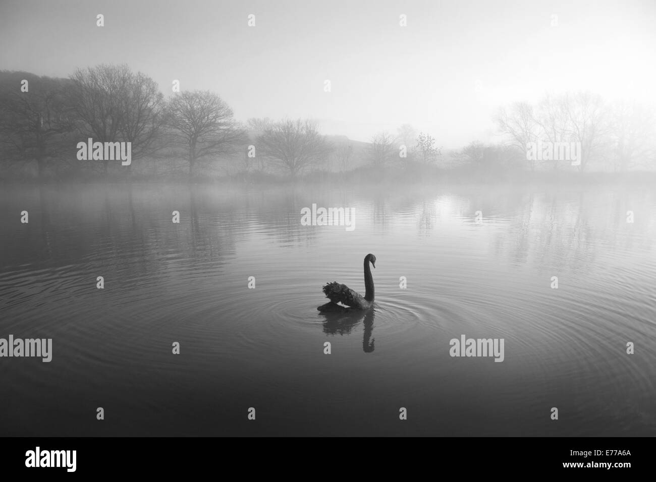Lone black swan swimming on lake in winter in dawn light with rippling water Stock Photo