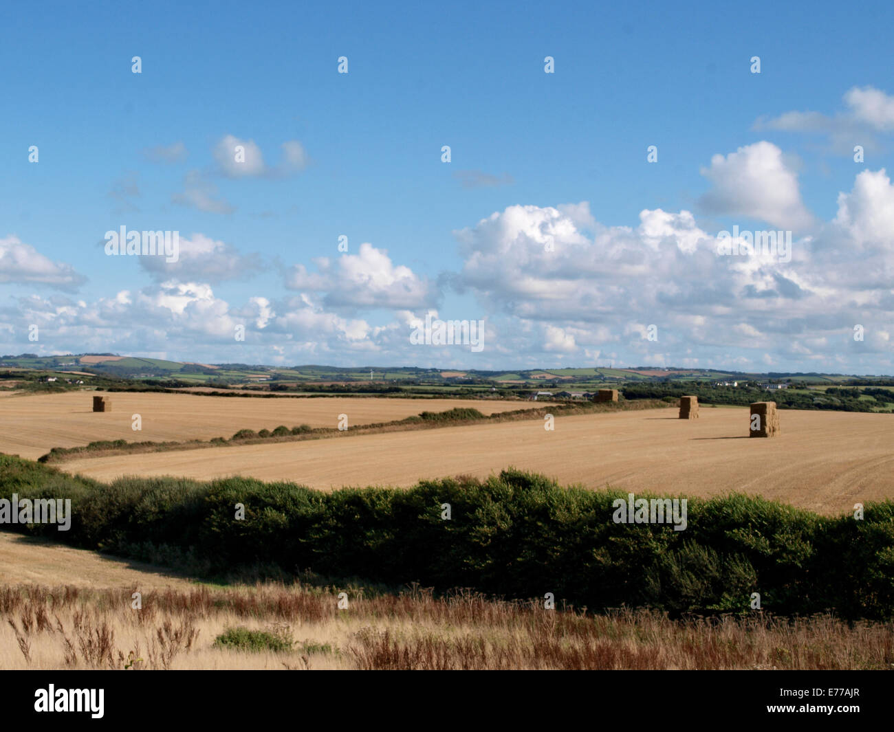 Farmland in summer, Widemouth Bay, Cornwall, UK Stock Photo