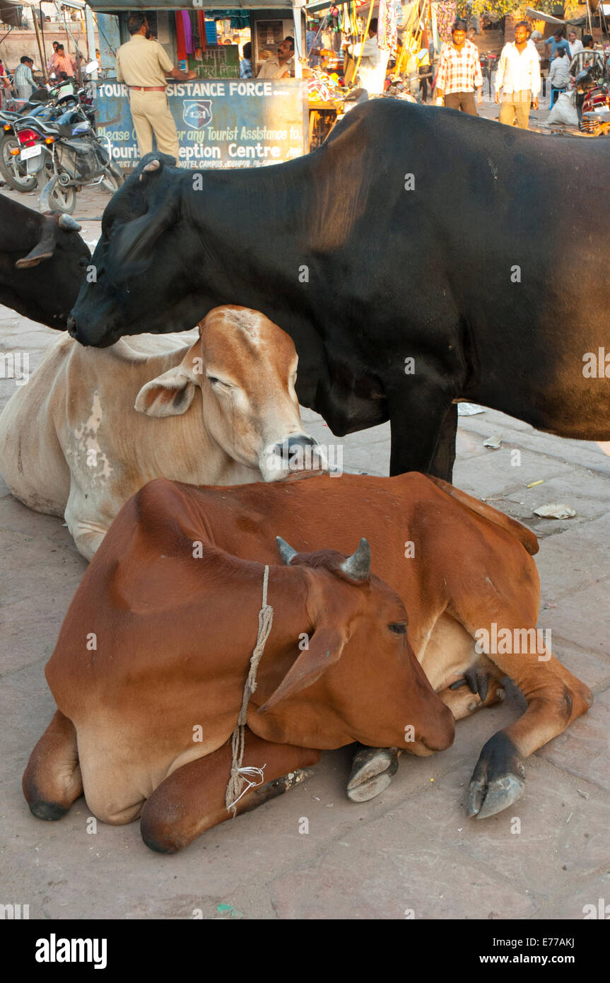 Cows in the market, Sardar Market, Jodhpur, Rajasthan, India Stock