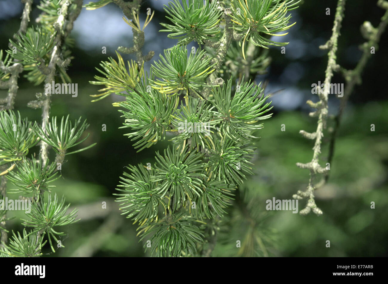 Cedar of Lebanon Cedrus libani (Pinaceae) Stock Photo