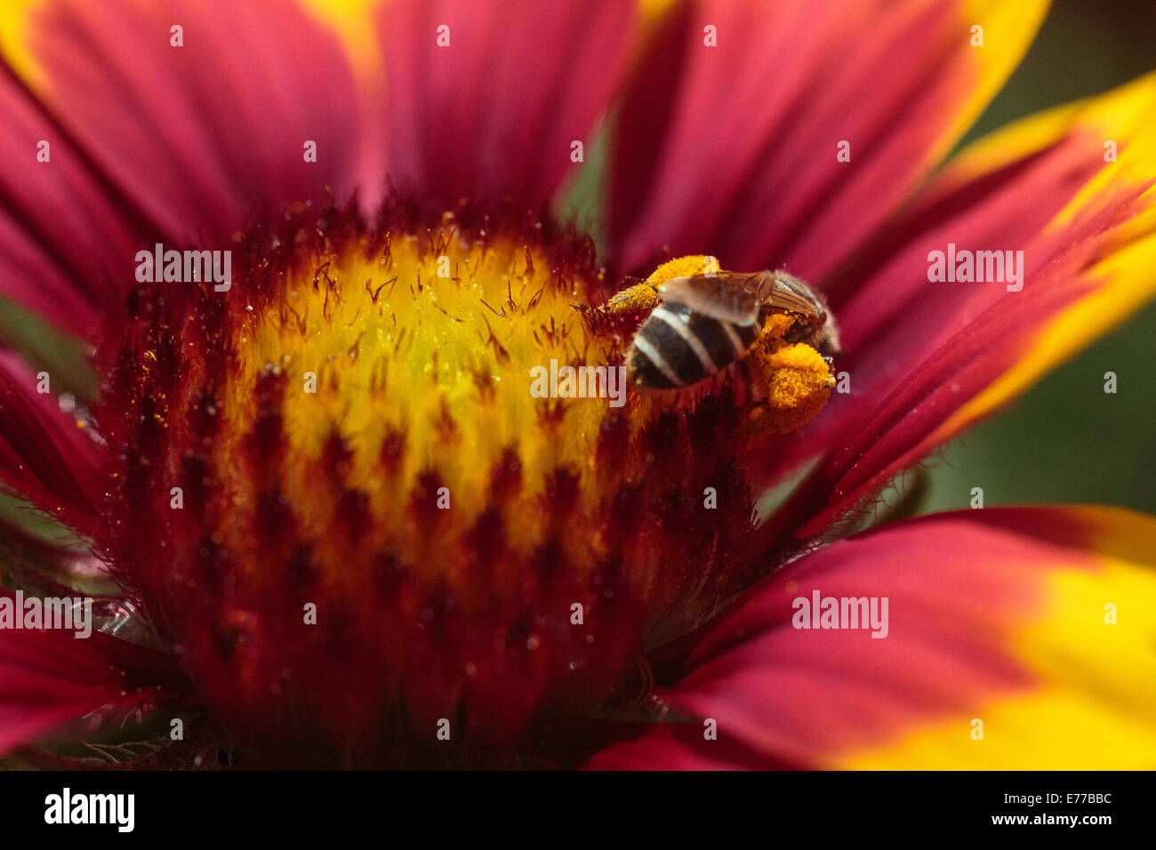 A baby bumblebee foraging on gaillardia in the sun with full pollen baskets. Stock Photo