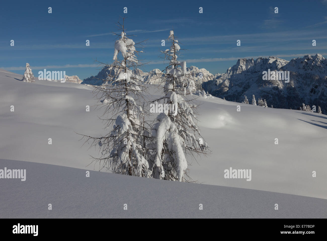 Wild Winter Landscape with spruce tree forest covered by snow Stock ...