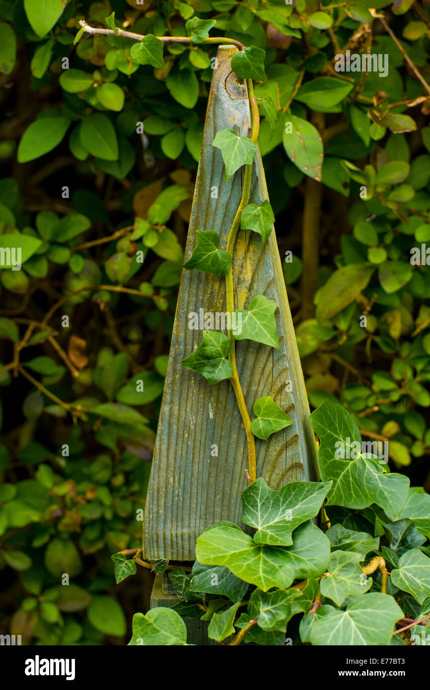 Ivy on fence post Stock Photo Alamy