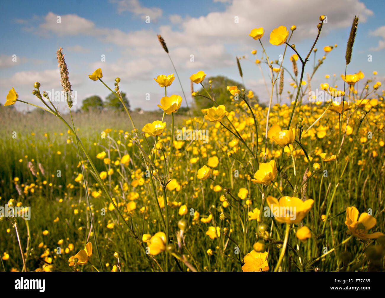 Buttercups flowering on a bright summer day along a rural roadside in Herefordshire, UK. Stock Photo
