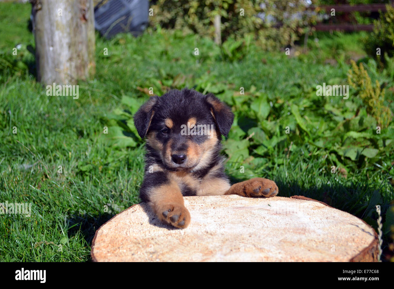 adorable puppy Stock Photo