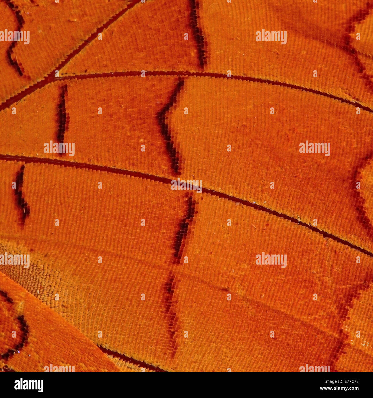 Macro closeup of butterfly wing background pattern Stock Photo - Alamy