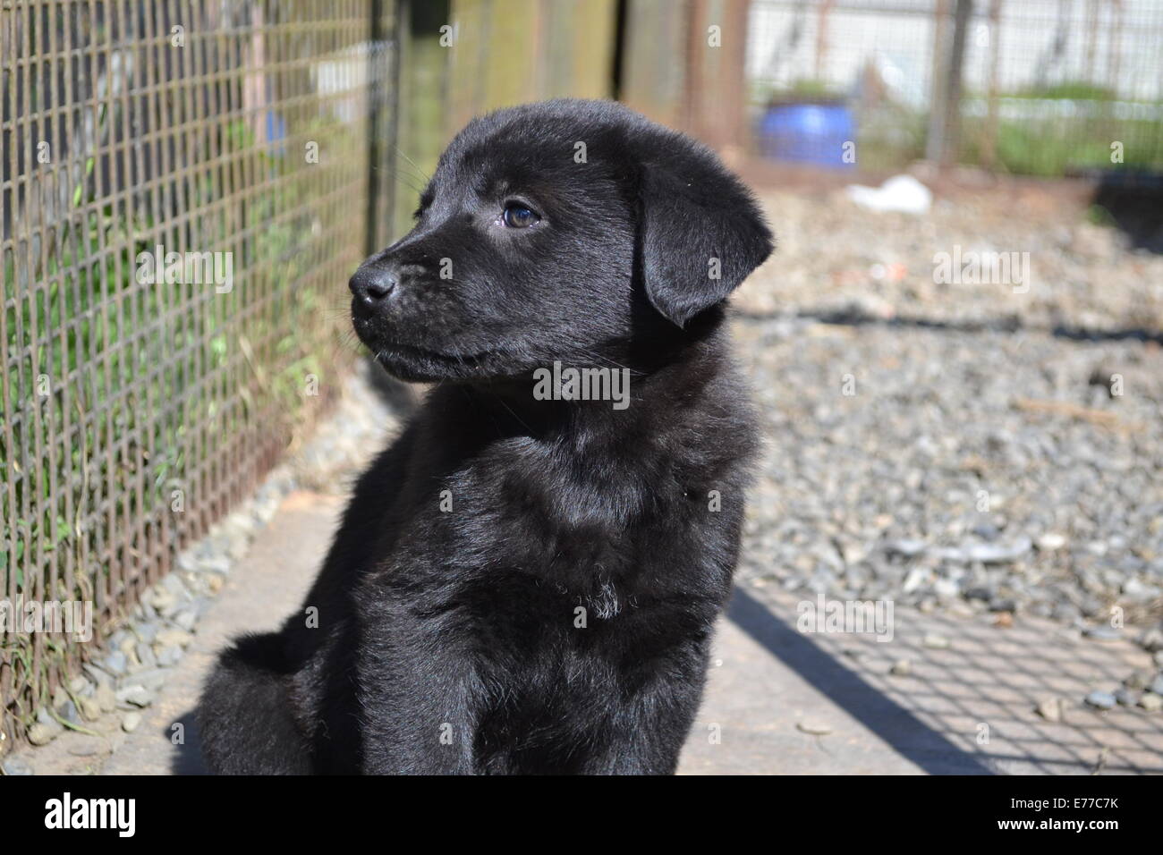 beautiful black puppy Stock Photo
