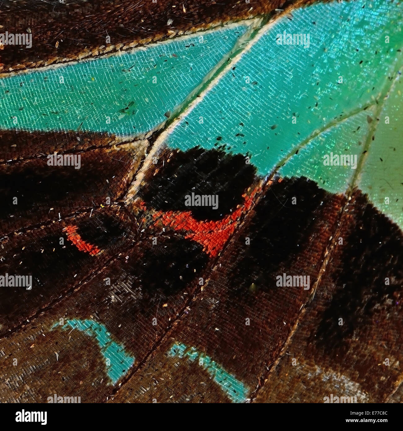 Macro closeup of butterfly wing background pattern Stock Photo - Alamy