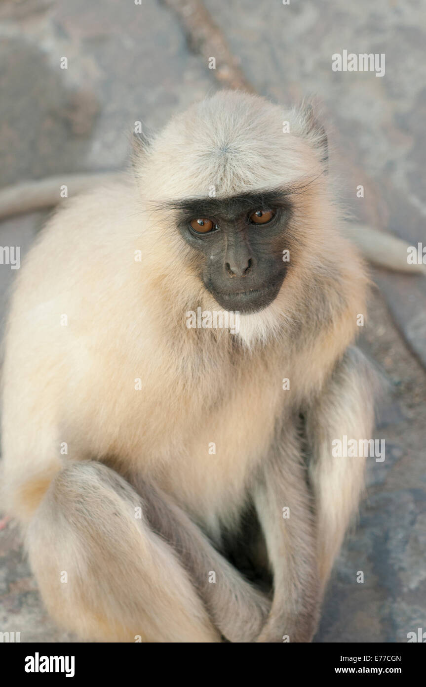 Langur Monkey, Amber Fort, Jaipur, Rajasthan, India Stock Photo - Alamy