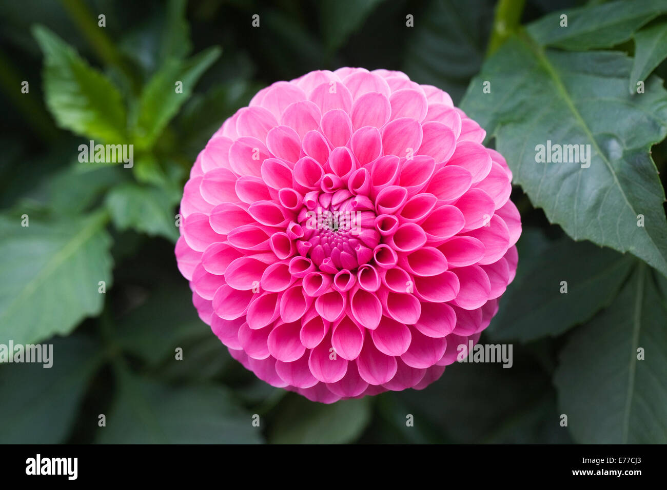 Dahlia 'Tahoma Lady Oh' growing in an herbaceous border. Stock Photo