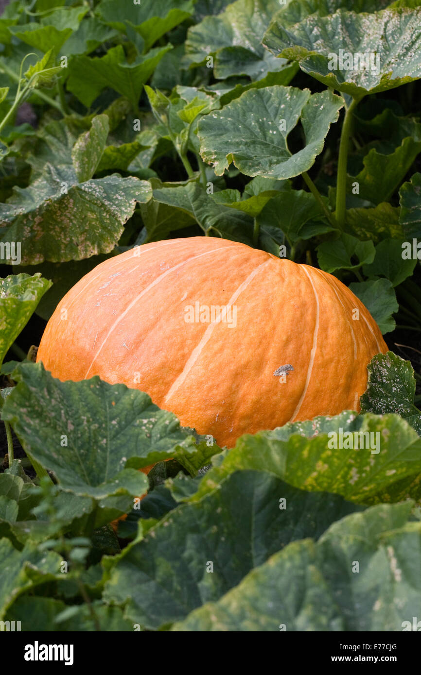 Cucurbita maxima. Giant pumpkin growing in a pumpkin patch. Stock Photo