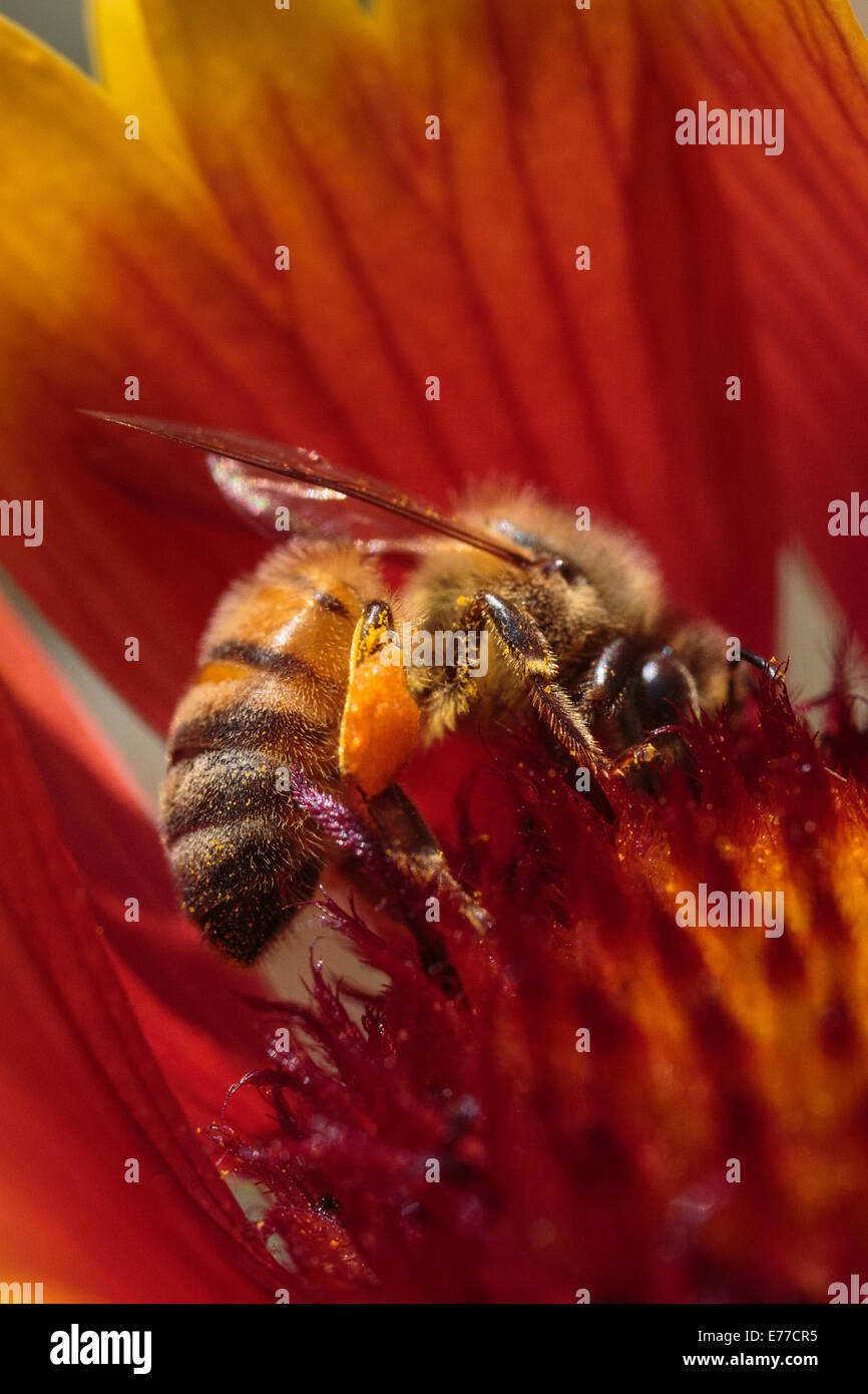 Bee with full pollen basket hi-res stock photography and images - Alamy