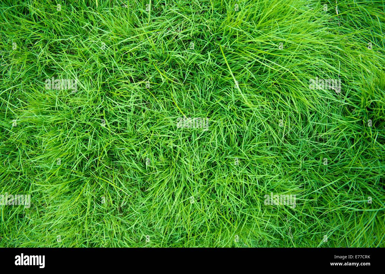 Field grass background hi-res stock photography and images - Alamy