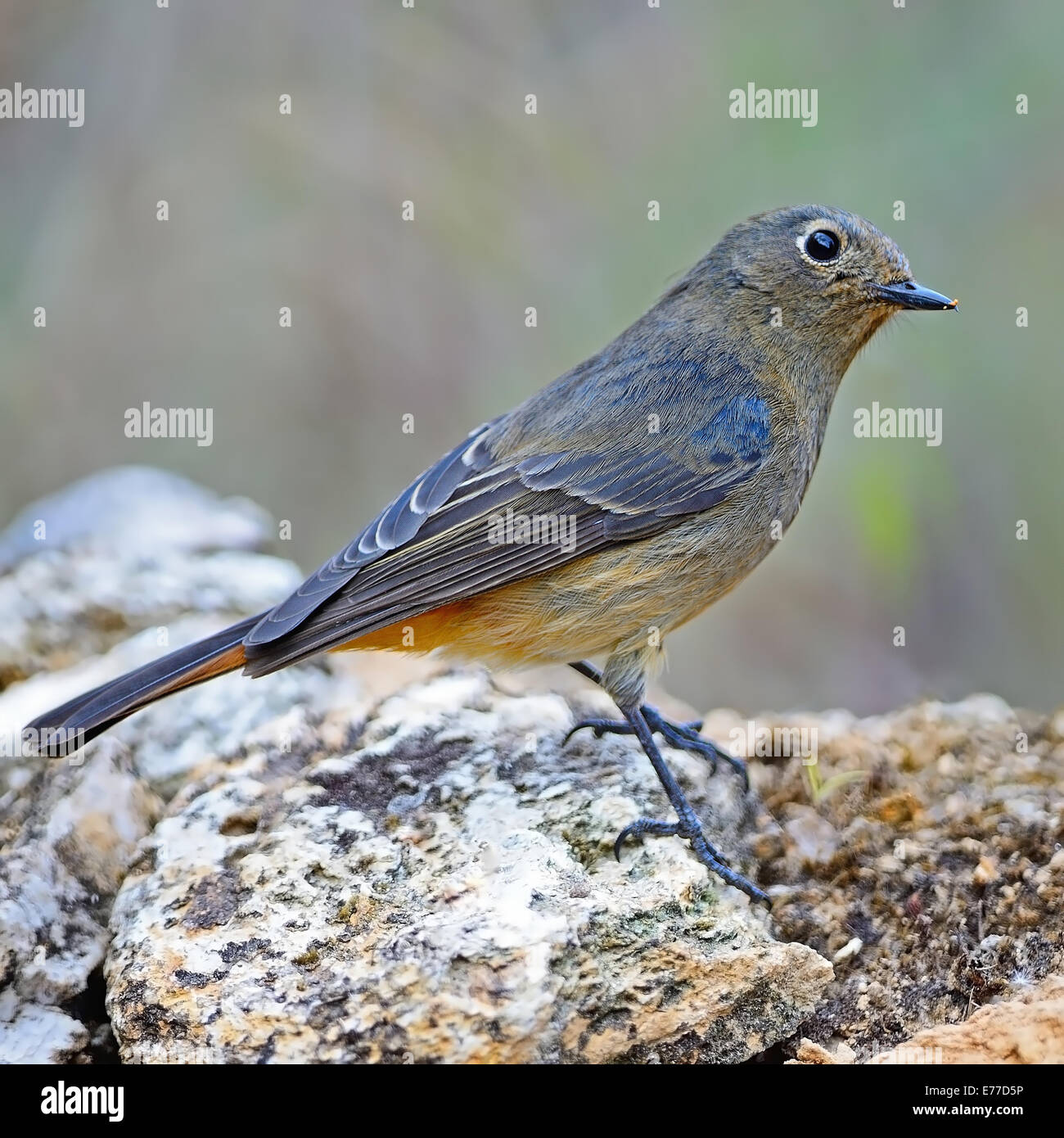 Female blue fronted redstart hi-res stock photography and images - Alamy