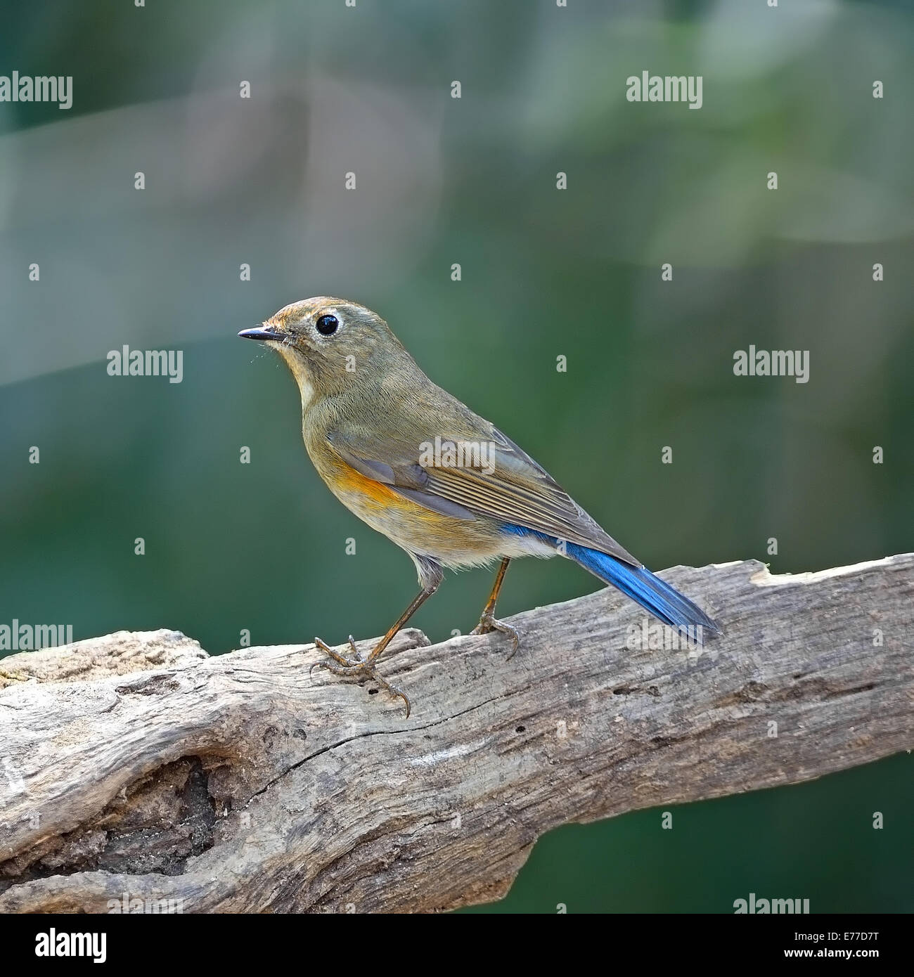 Brown and blue bird, female Red-flanked Bluetail (Tarsiger