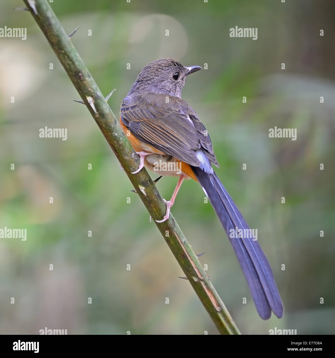 Beautiful song bird, female White-rumped Shama (Copsychus malabaricus), standing on a branch, back profile Stock Photo