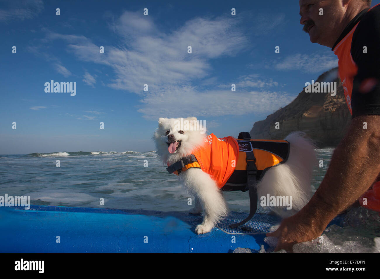 Delmar, CA, US. 7th Sep, 2014. Surf Dog Surf-A-Thon, Surf Dog competiton held at Delmars' dog beach., just North of San Diego. All shapes and sizes of canines showed up for the event.The Surf Dog Surf-A-Thon is a groovy event that raises funds for orphan pets and programs at Helen Woodward Animal Center. Owners and their pets participate.Seen here:.Dog Ziggy Breed American Eskimo Toy Credit:  Daren Fentiman/ZUMA Wire/Alamy Live News Stock Photo