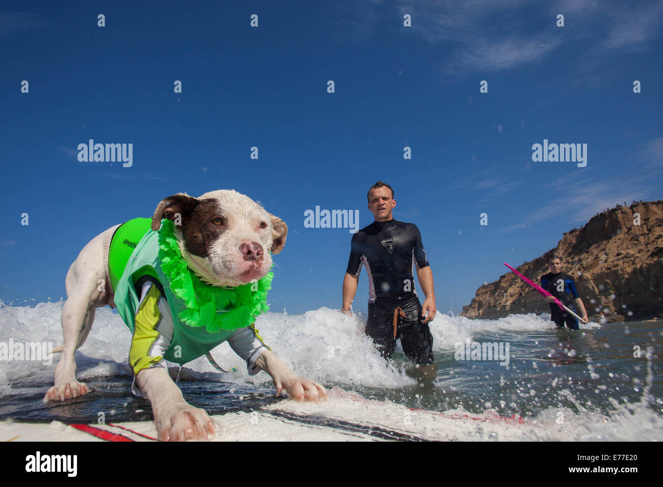 Delmar, CA, US. 7th Sep, 2014. Surf Dog Surf-A-Thon, Surf Dog competiton held at Delmars' dog beach., just North of San Diego. All shapes and sizes of canines showed up for the event.The Surf Dog Surf-A-Thon is a groovy event that raises funds for orphan pets and programs at Helen Woodward Animal Center. Owners and their pets participate.Seen here:.Dog Faith Breed American Pitbull Credit:  Daren Fentiman/ZUMA Wire/Alamy Live News Stock Photo