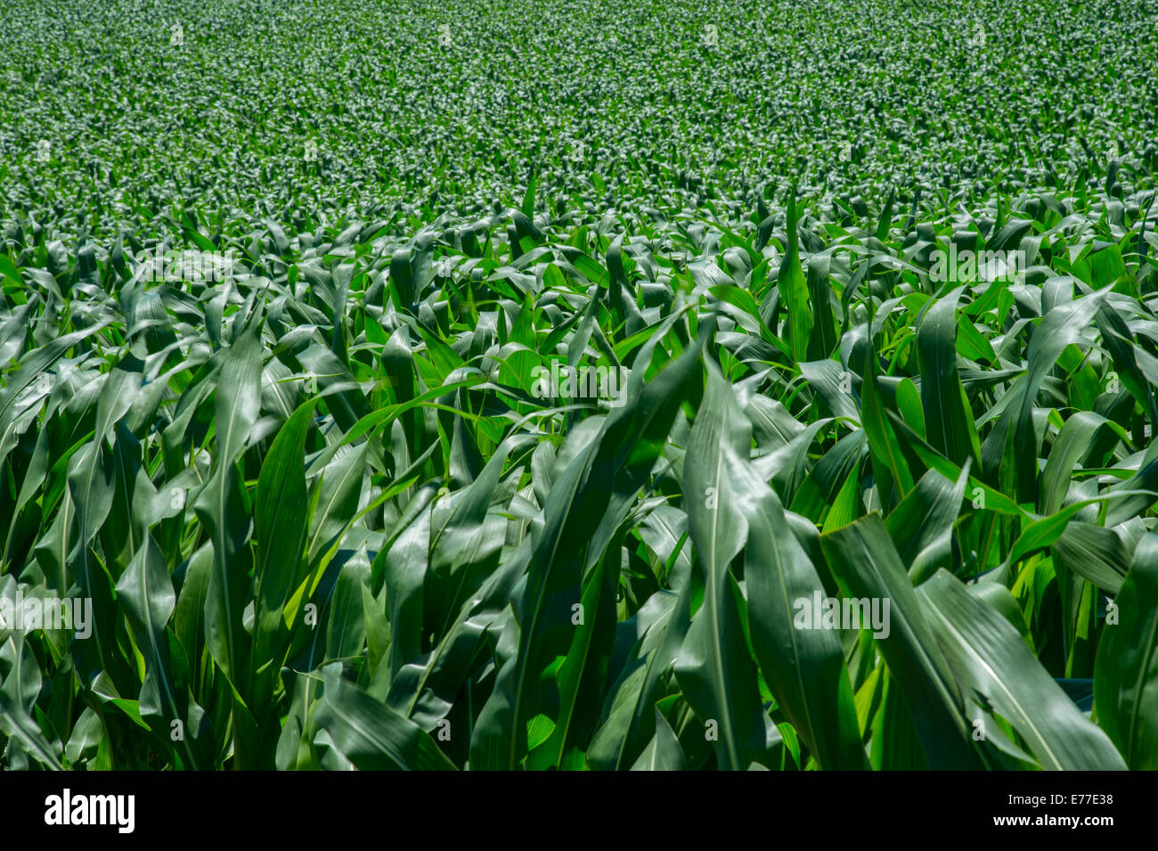 Corn Field Detail Stock Photo Alamy