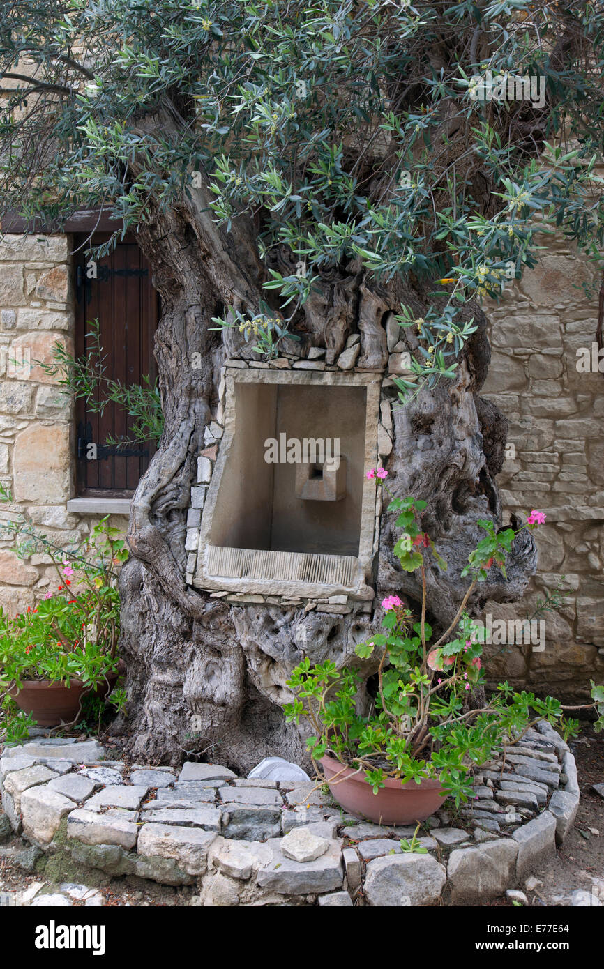 Ancient Olive tree in village square Cyprus Stock Photo