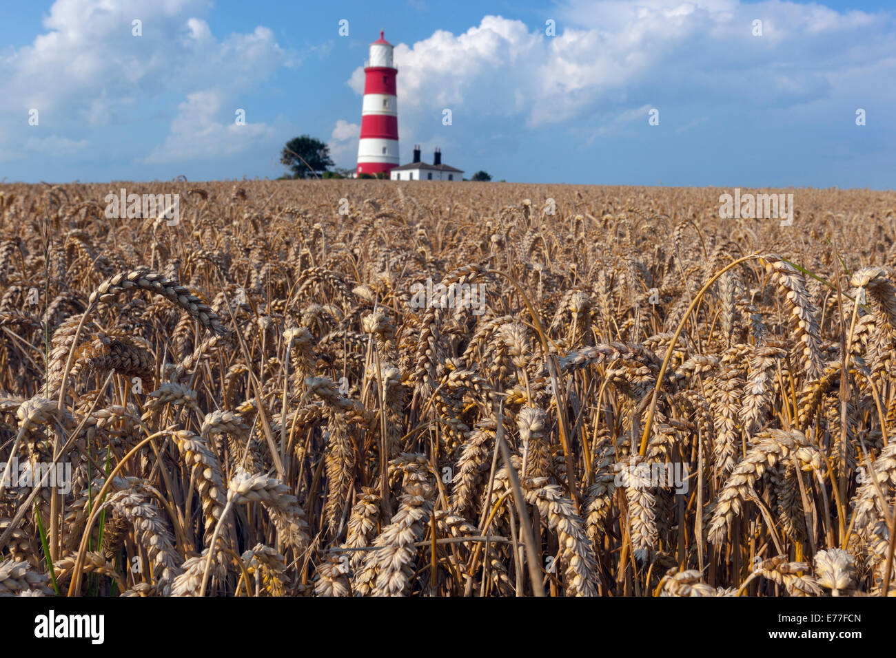 Happisburgh Light House and ripening wheat field in summer Stock Photo