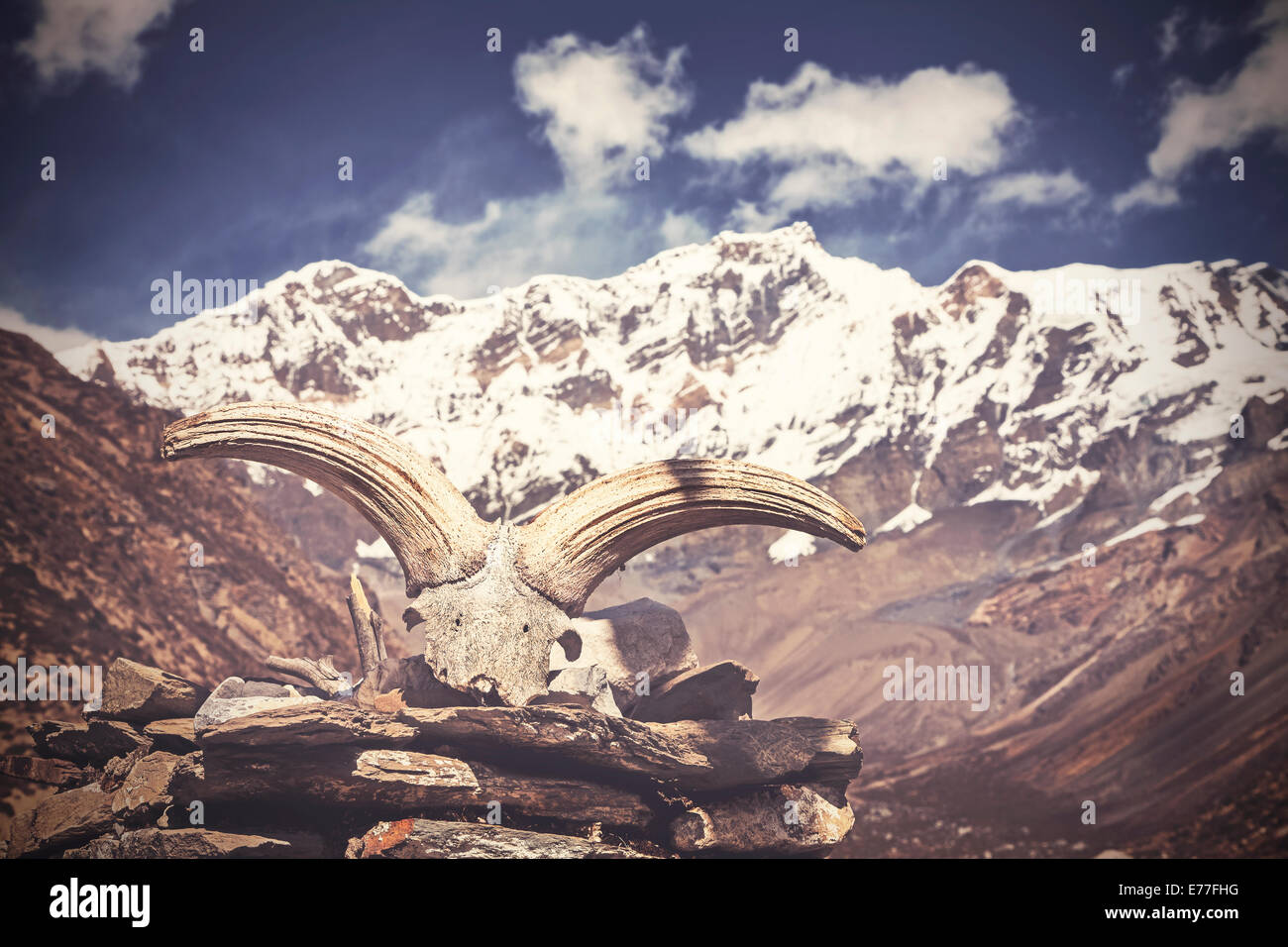 Vintage picture of yak's skull with Himalaya mountains in background, Nepal Stock Photo
