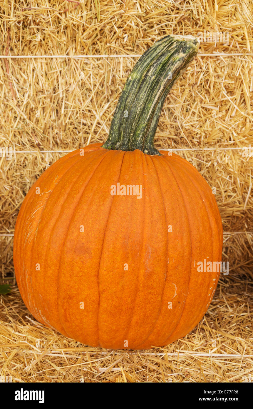 https://c8.alamy.com/comp/E77FR8/orange-pumpkin-sitting-on-straw-bales-E77FR8.jpg