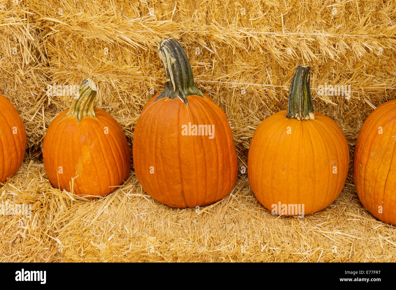 https://c8.alamy.com/comp/E77FRT/a-row-of-pumpkins-on-straw-bales-E77FRT.jpg