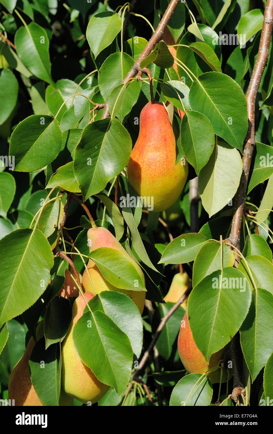 Ripe pear in leaves of the tree Stock Photo