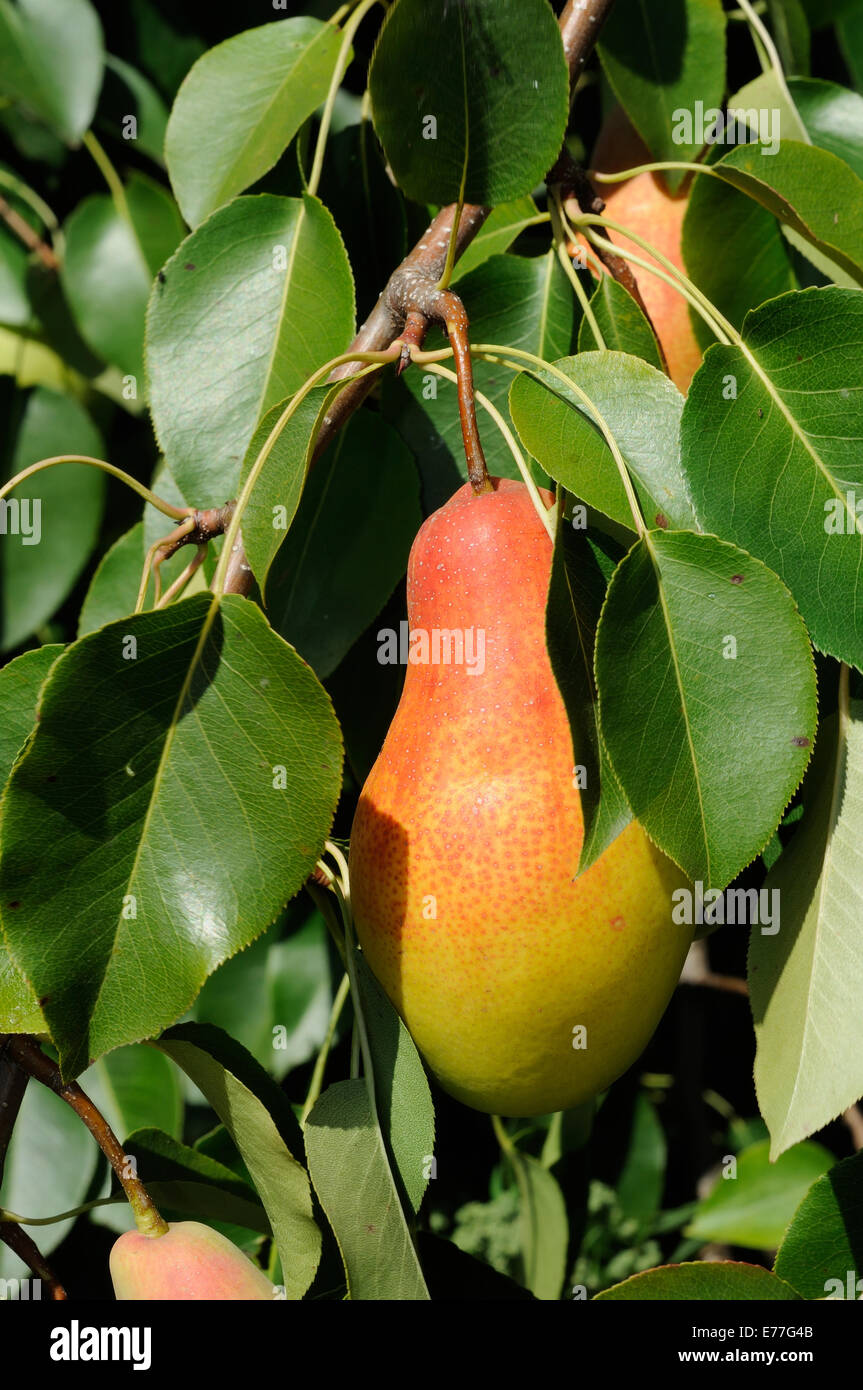 Ripe red side pear on the tree Stock Photo