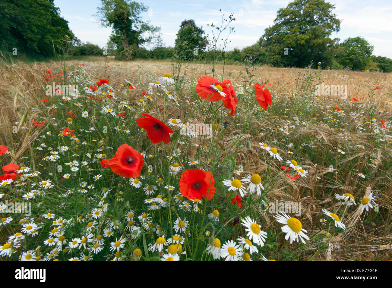Field Poppies Papaver rhoeas and Corn Chamomile growing in organic barley crop Stock Photo