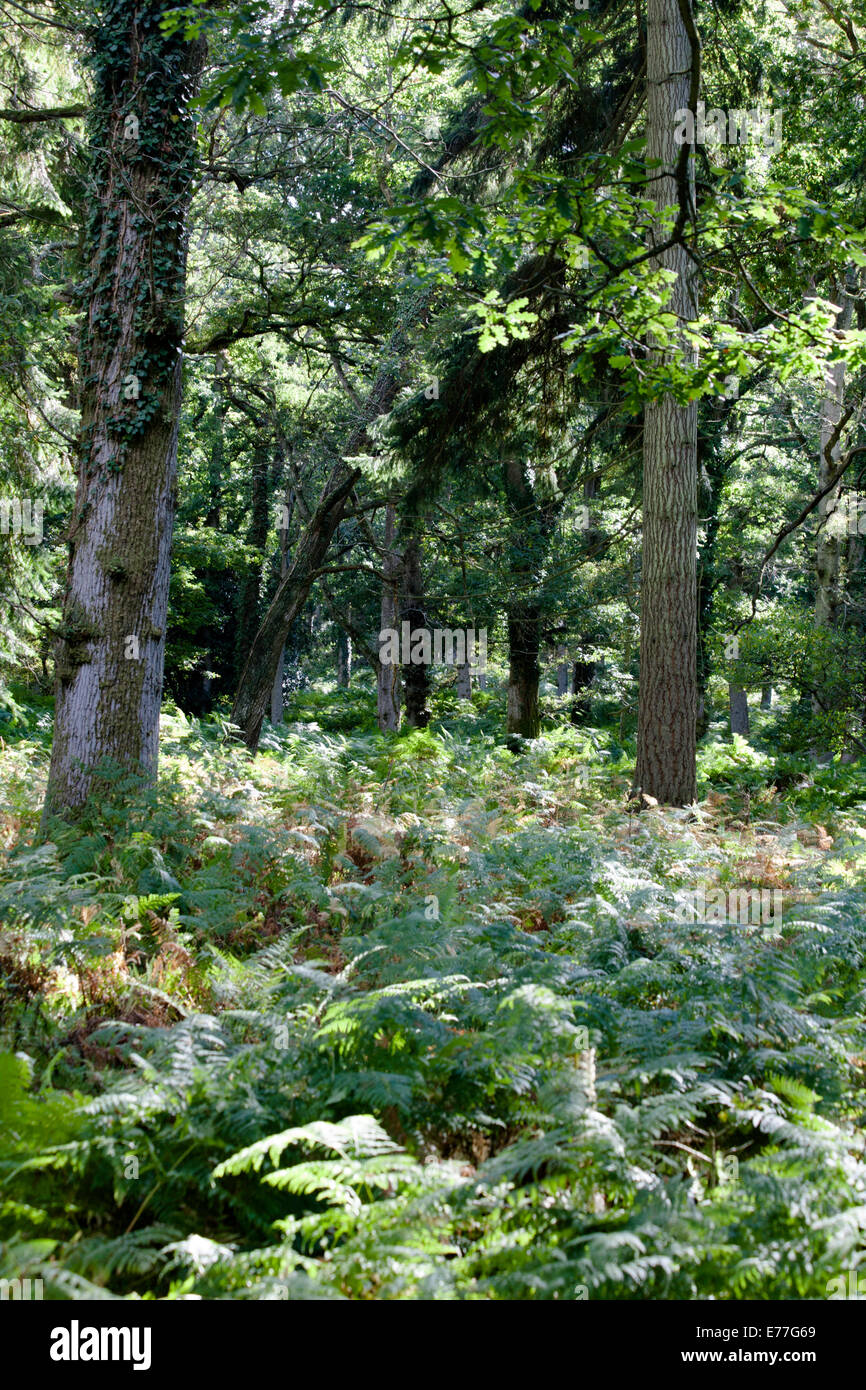 Woodland and woodland paths The Sloden Inclosure between Frogham and