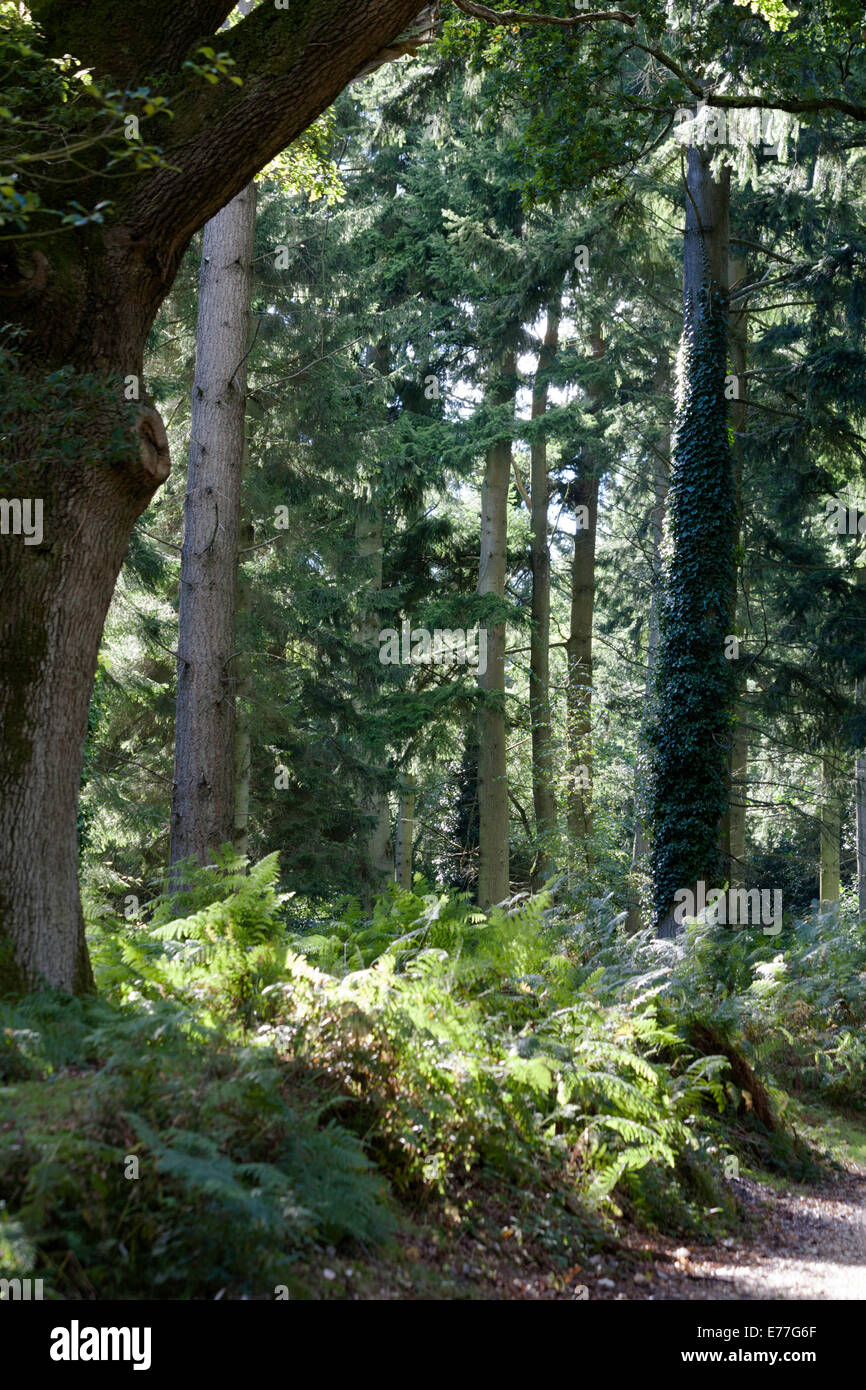 Woodland and woodland paths The Sloden Inclosure between Frogham and