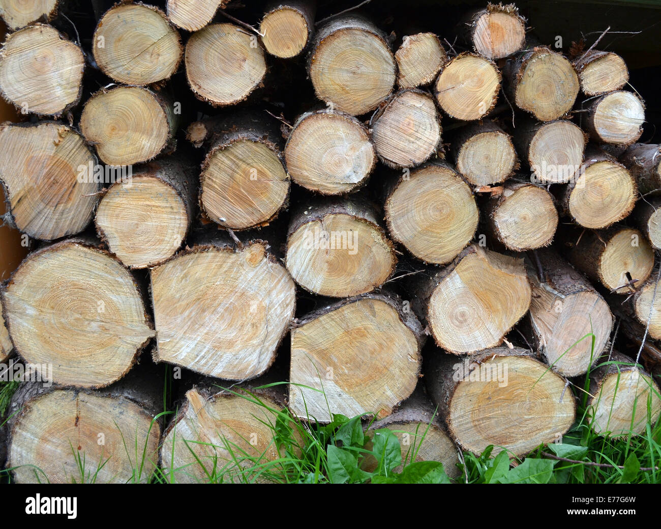 cut timber logs Stock Photo