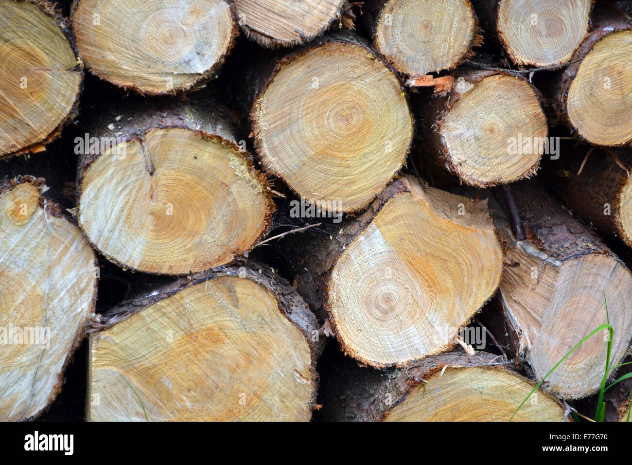 close up of some cut up timber logs Stock Photo
