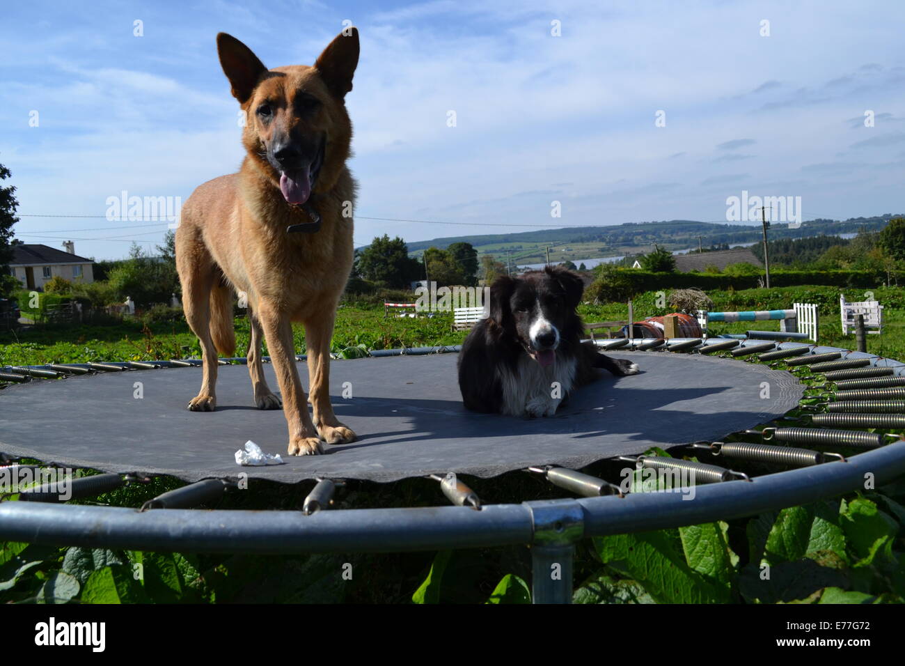 two dogs on a trampoline Stock Photo