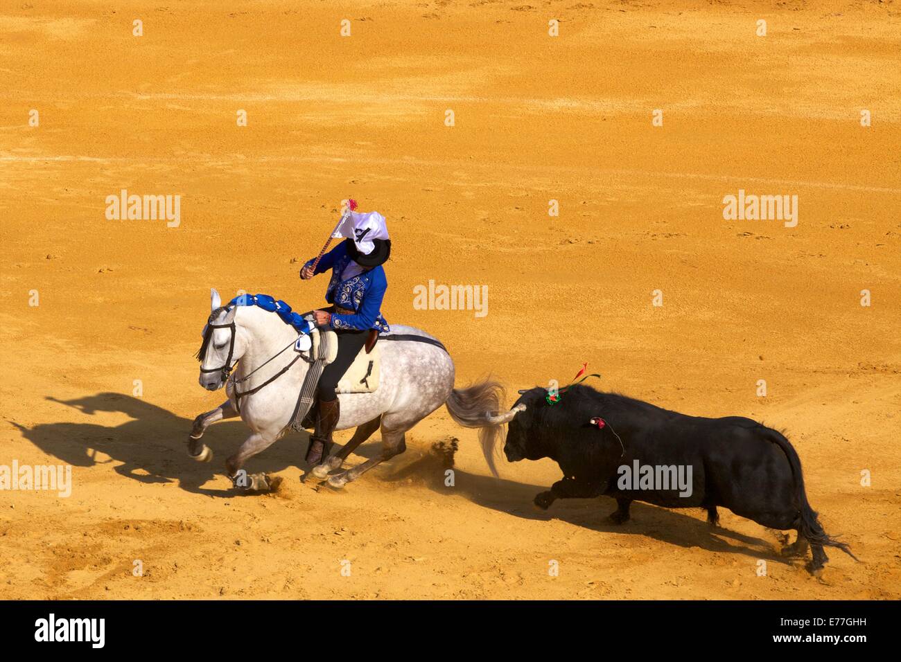 Andalusian bull fighting horses hires stock photography and images Alamy