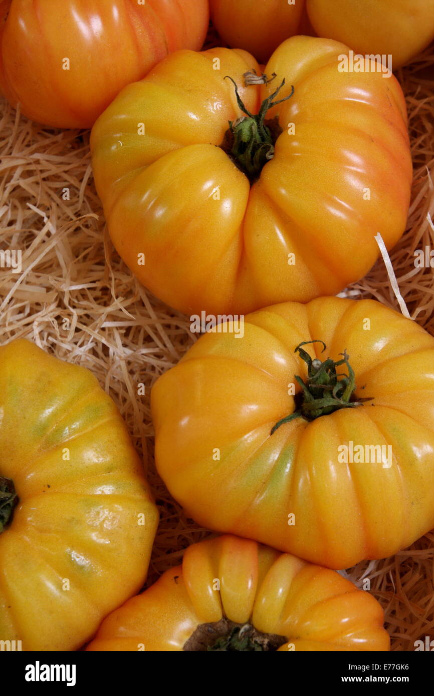 Yellow Beef Tomatoes Stock Photo